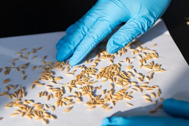 China's breeding breakthroughs fortify food security