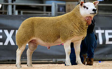 Sheep sales round-up: Texel record broken at Ballymena; High of 10,000gns for Blue Texels; Dutch Spotted sell to 15,000gns