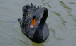 Forrest-backed Poseidon revises Black Swan nickel vision