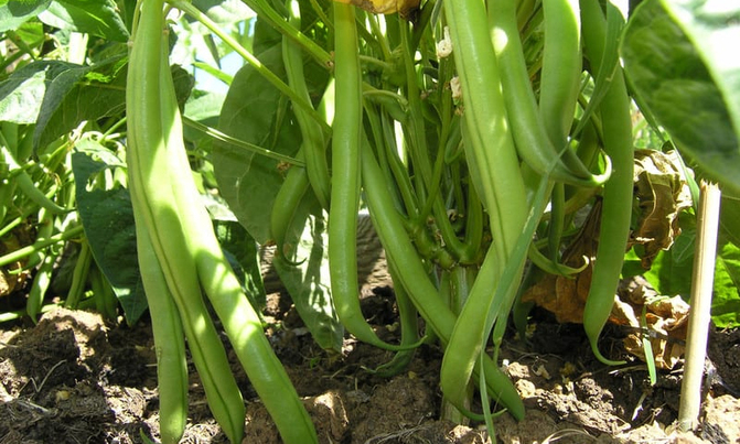Controlling pests on a bean farm Controlling pests on a bean farm