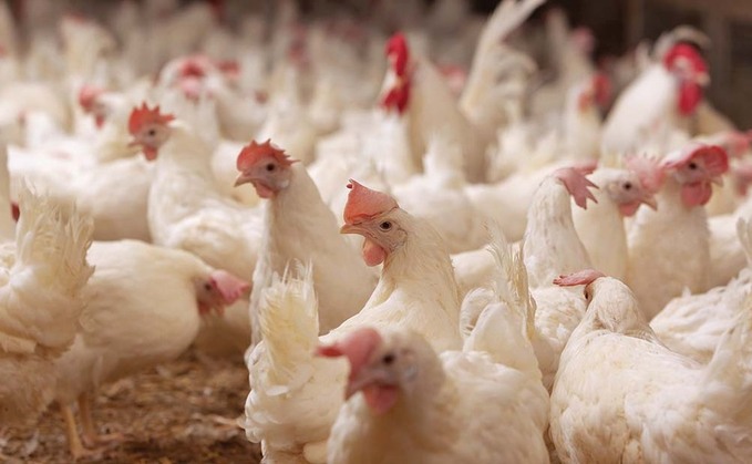 KFC UK & Ireland launches first annual chicken welfare progress report