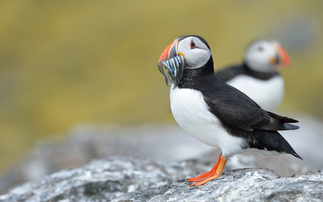OEP warns Defra of 'possible failures' to comply with laws on wild bird protection