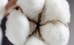 Louis Dreyfus Company installs cotton traceback system at Moree