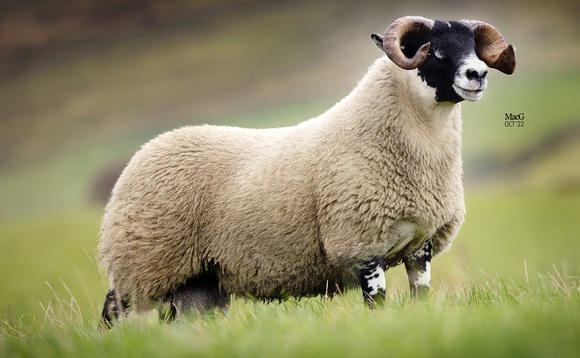 Blackface ram lambs top at 160,000 at Lanark