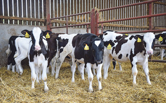 Disbudding is an every day procedure for dairy herds.