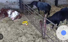 Using CCTV camera system to improve herd safety and security