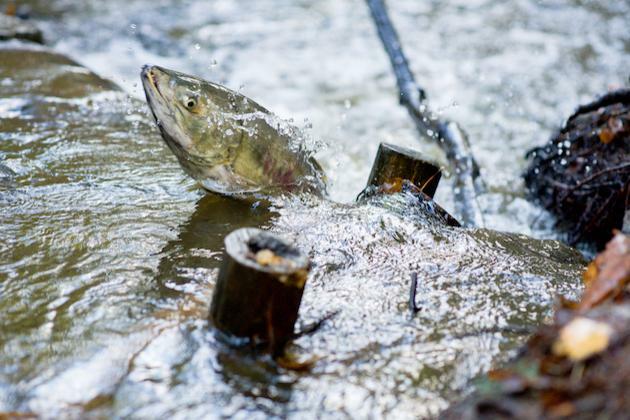 U.S. states studying how to better treat water to protect salmon