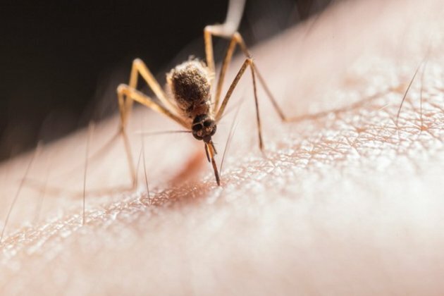 Scientists find transmission chain-breaker, give new hope for fight against malaria