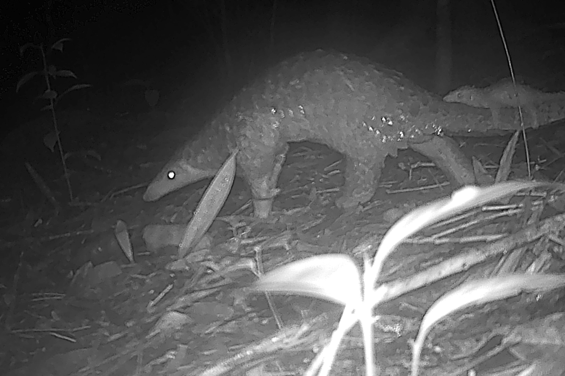 CAMBODIA-VIRACHEY NATIONAL PARK-BIODIVERSITY SURVEY
