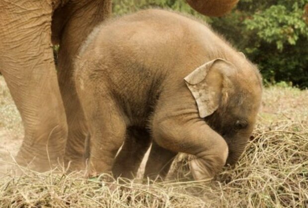 Asian elephants choose habitats near boundaries of protected areas: Research