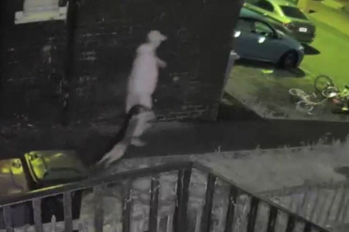 Sickening videos show vile thug abusing dogs on CCTV before being run out Scots home