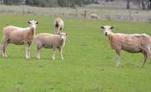  Sheep producers are reminded to beware of milk fever in pregnant ewes. Picture Mark Saunders.