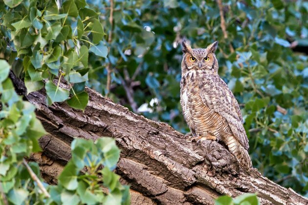 Shrinking forests need bold action to safeguard their biodiversity