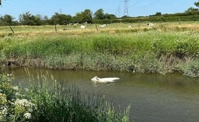 The cow entered Savick Brook in Preston due to a broken fence