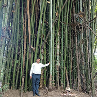 Green miracle on grey land: NEERI scientist transforms wasteland into lush bamboo forest at Koradi