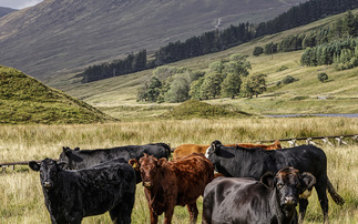 Huge opportunity as Scottish public demand local red meat
