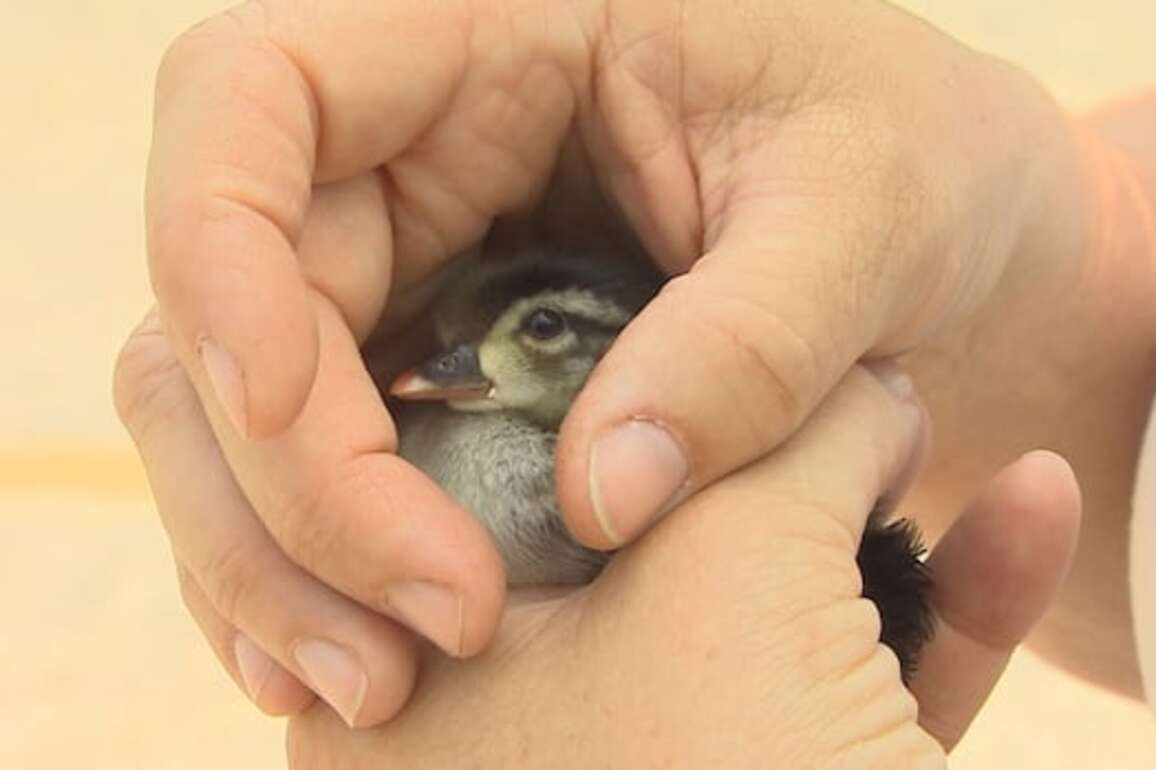 New drop-off site for sick, injured or orphaned wildlife opens at Assiniboine Park Zoo