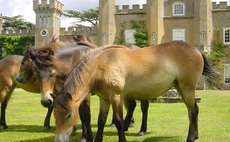 More than 6,500 people back farmer's fight to save Exmoor ponies
