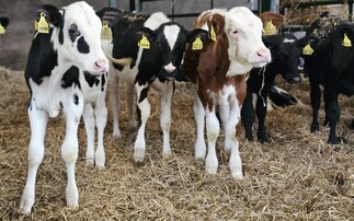 Zero treatments and zero calf losses – the holy grail?