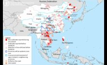  African Swine Flu outbreaks continue to spread throughout south-east Asia. Image courtesy FAO United States.