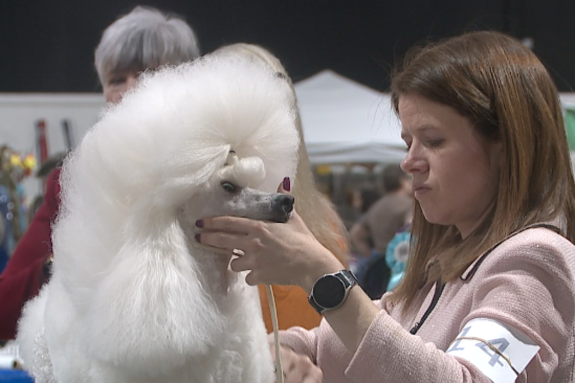 Dogs compete at Blue Suede Cluster Show