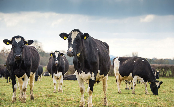 EA considering dairy and beef environmental permits to clamp down on pollution