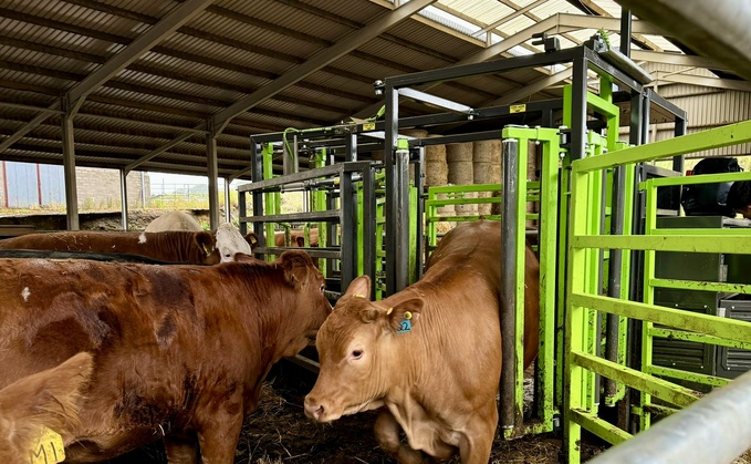 Data-led decision-making with Herd Advance's automated weigher