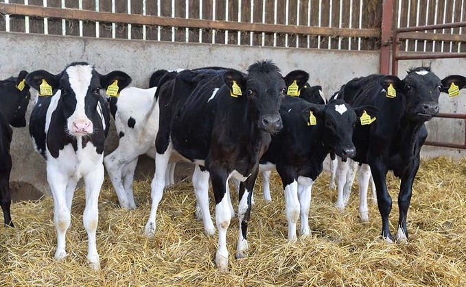 Genetic testing could provide early diagnosis of Bovine Respiratory Disease