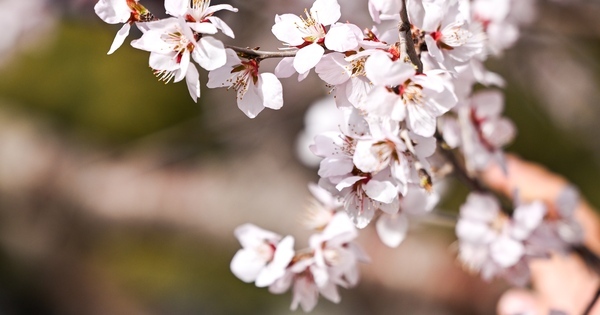 CHINA-INNER MONGOLIA-HOHHOT-PEACH BLOSSOMS (CN)