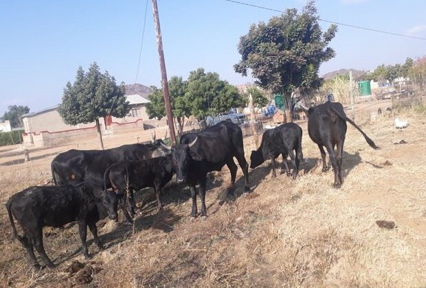 3 men suspected of stealing cattle stoned, burnt to death in Limpopo