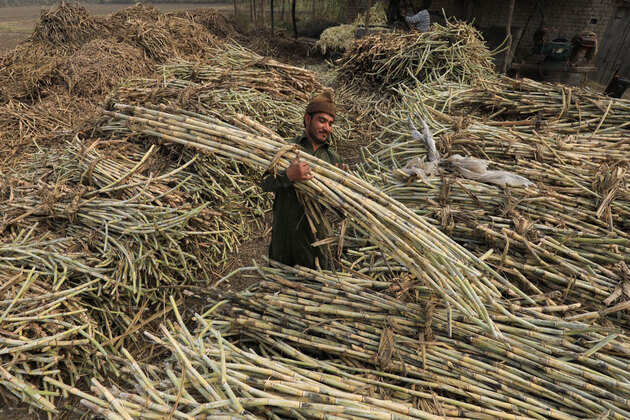Pakistan's sugar glut exposes policy gaps amid economic strain