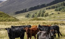 Scotland's chance to lead on electronic tagging in cattle, says NFUS