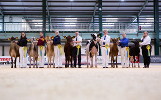 All Breeds All Britain: Battle for the best in showmanship