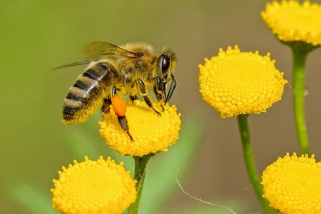 Research: DNA contained in honey reveals honeybee health