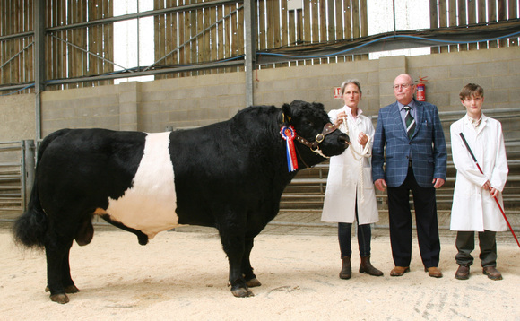 Sales round-up: Shades of Spring sale, breeding cattle and sheep, Belted Galloways