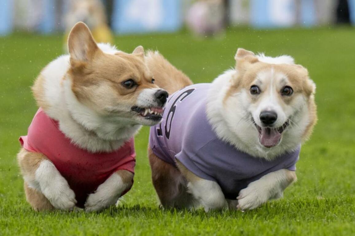 The fast and the furious- Corgis dash to the line
