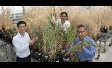  DPIRD research scientist Yong Han (Left), Murdoch University PhD student Sakura Karunarathne and Western Crop Genetics Alliance director Chengdao Li, with newly developed barley variety. 