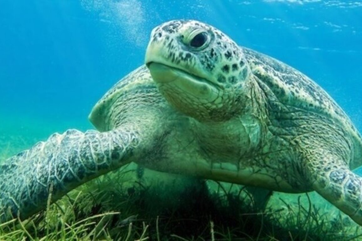 Gulf oil drilling approval comes as baby turtles head to sea in Florida