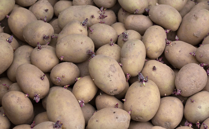 Frustrations continue on Scottish seed potato exports