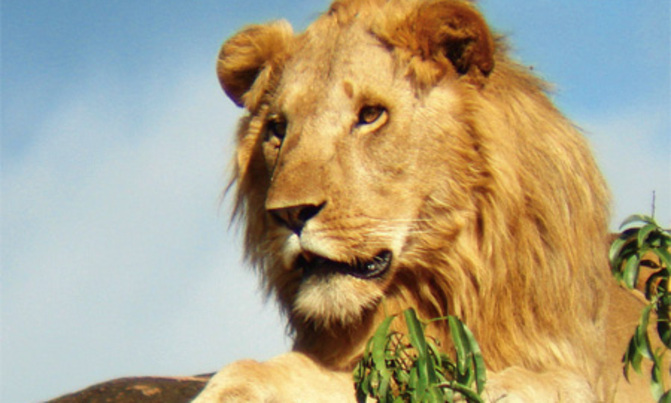 King of the Jungle in danger King of the Jungle in danger