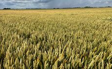 An eye on the grain market: Seasonal pressure remains on UK wheat prices despite progress