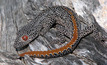 A golden-tailed gecko