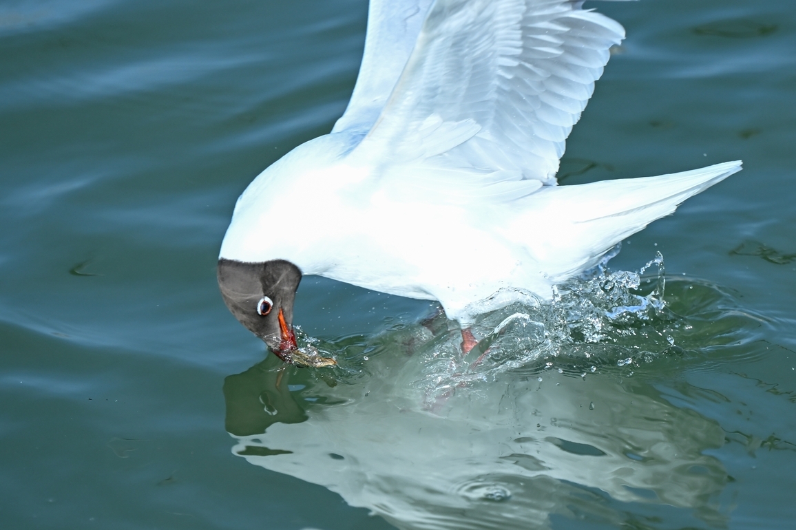 (EcoChina)CHINA-INNER MONGOLIA-WUHAI-GULLS (CN)