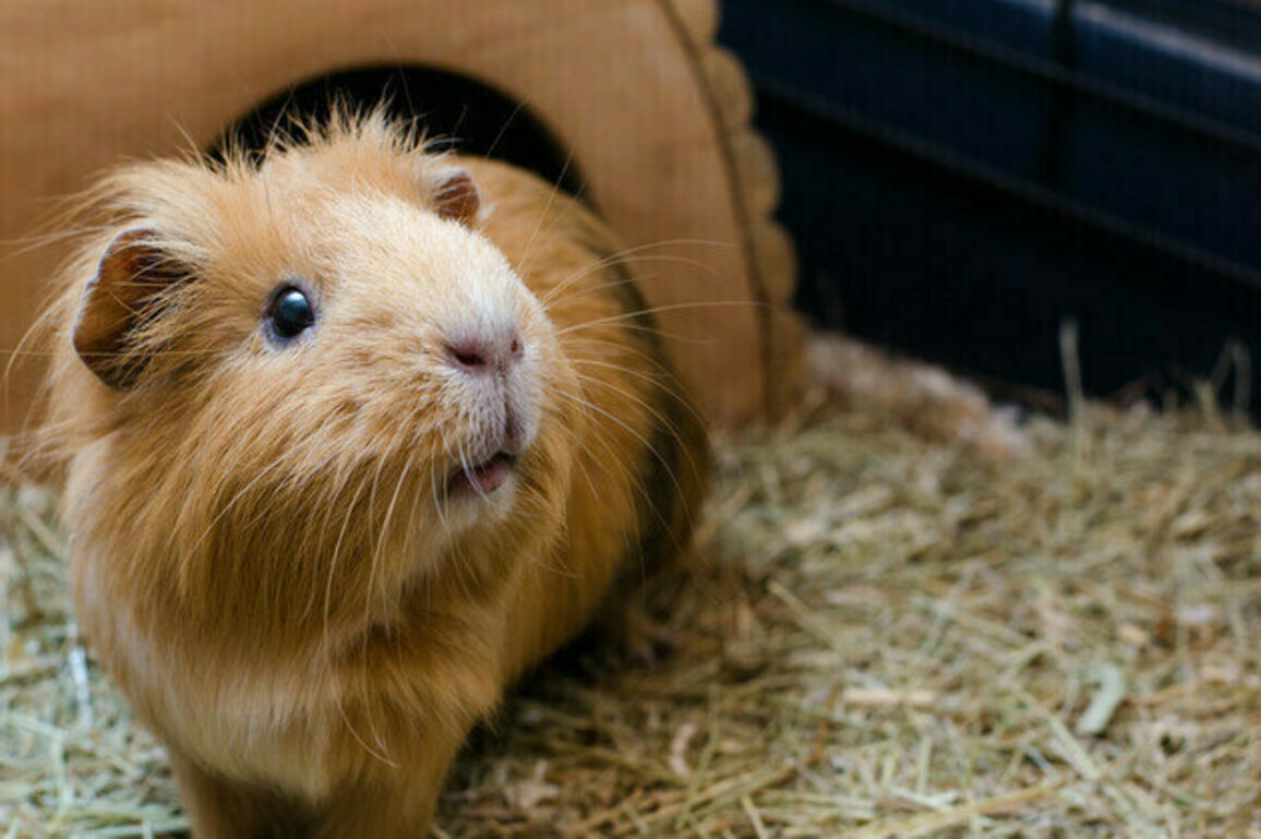 Danish zoo wants to feed unwanted pets to predators