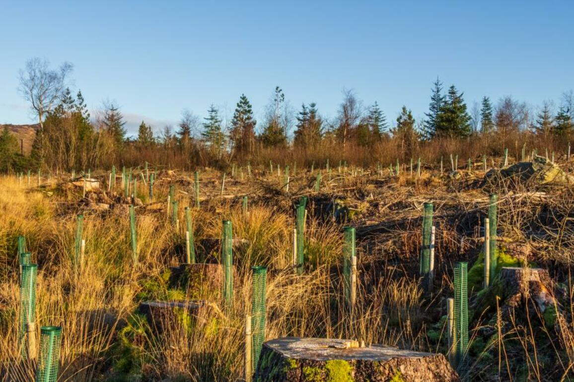 BrewDog to replace new forest saplings wiped out by heatwave - The Herald