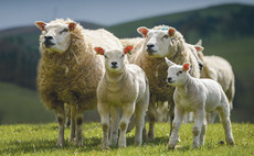 Welsh farmers 'frustrated' by four sheep worrying incidents of rural crime in two week spell