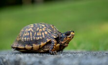 Portal da Mineracao Brasil Mineral Agência  