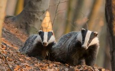 Changing tack for England's badger cull strategy?