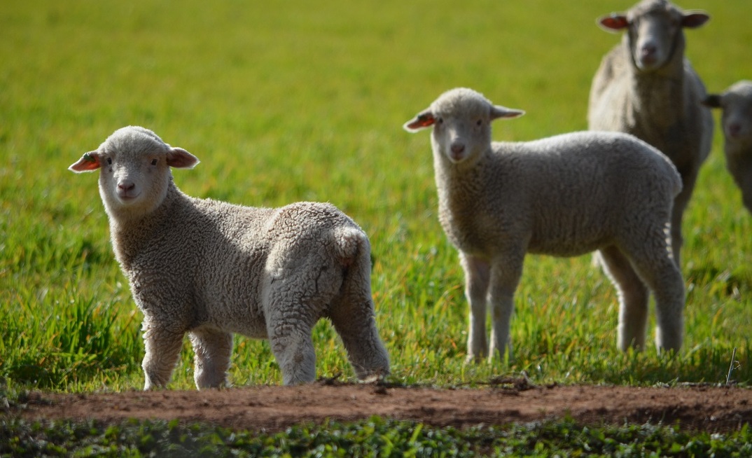 ABARES has predicted the value of agricultural production will rise this financial year - driven by higher livestock prices. 