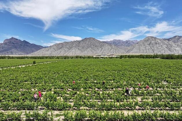 China's leading wine-producing region spurs wine economy via wine pairing
